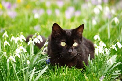Close-up of cat looking away while sitting on grassy field