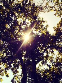 sun
