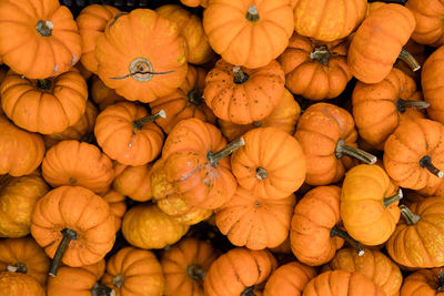 Closeup of multiple small orange pumpkins