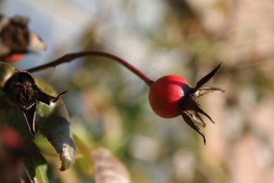 Close-up of red berries on plant
