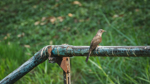 Close-up of a bird perching on a fence