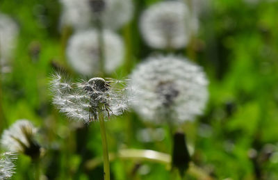 Close-up of white dandelion flower