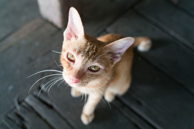 Close-up of a cat looking away