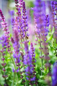 Close-up of purple flowering plants