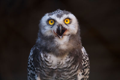 Close-up portrait of owl 