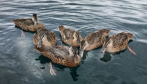 High angle view of mallard duck swimming in lake