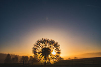 Silhouette dandelion on field against sky at sunset