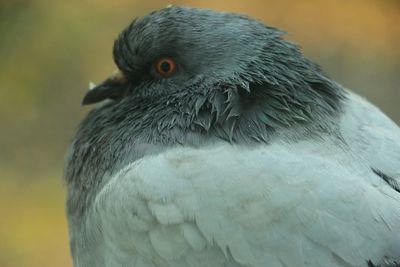 Close-up of bird perching outdoors