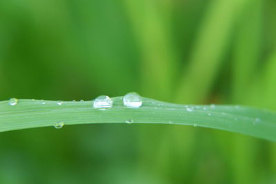 Close-up of wet plant leaves