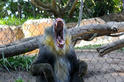 Close-up of monkey in cage at zoo