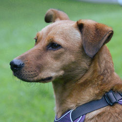Close-up of dog looking away