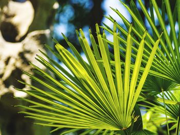 Close up of plant