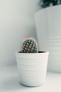 Close-up of potted plant on table