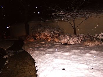 Illuminated tree against sky at night