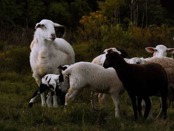 Sheep standing in a field