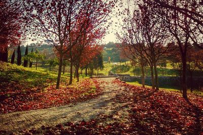 Footpath in park