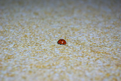 Surface level of ladybug