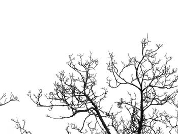 Low angle view of silhouette bare tree against clear sky