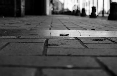 Close-up of bird on floor