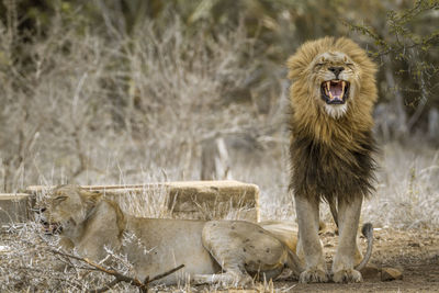 Lions on land