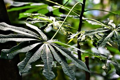 Close-up of leaves on tree