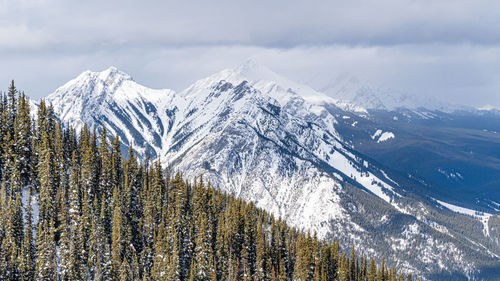 Panoramic view of pine trees on snowcapped mountains against sky