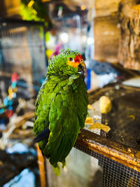 Parrot is green