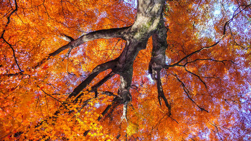 Low angle view of autumnal trees