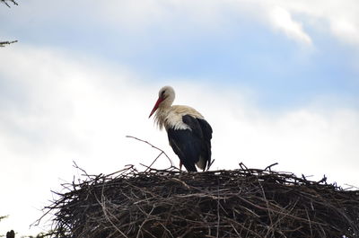 Low angle view of bird perching on nest against sky