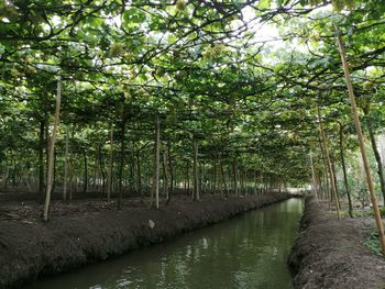 Scenic view of river amidst trees in forest