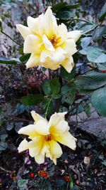 Close-up of yellow flowers blooming outdoors