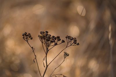 Close-up of dried plant