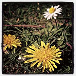 Close-up of yellow flower blooming in field