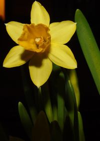 Close-up of yellow flower blooming outdoors
