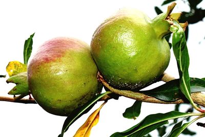 Close-up of fruits on tree