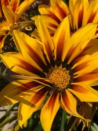 Close-up of yellow flowers blooming outdoors