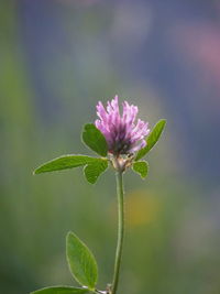 Close-up of purple flowering plant