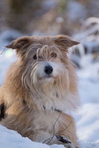 Close-up portrait of dog during winter