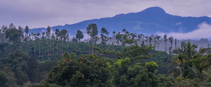 Panoramic view of trees and mountains against sky