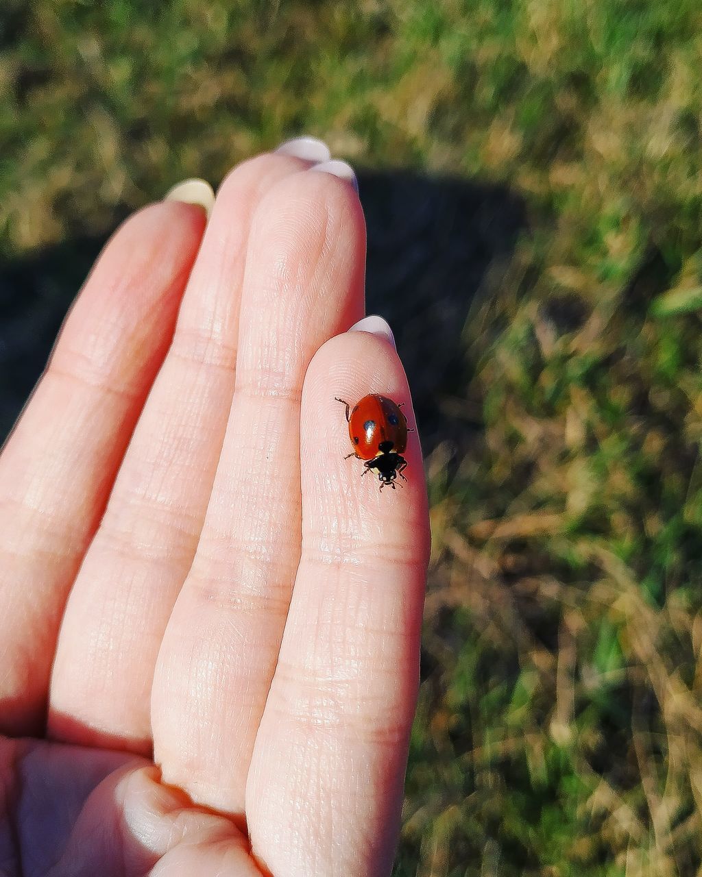 human body part, human hand, body part, hand, finger, human finger, one animal, focus on foreground, one person, invertebrate, animal themes, animals in the wild, animal, unrecognizable person, ladybug, animal wildlife, day, insect, close-up, beetle, small, outdoors