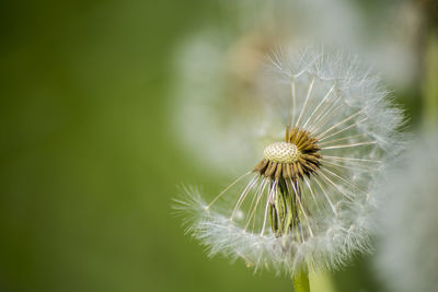 Close-up of dandelion against blurred background