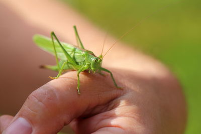 Close-up of insect on hand