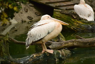 Close-up of gray heron perching on lake