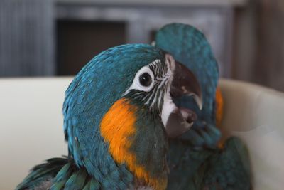 Close-up of parrot