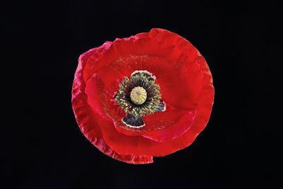 Close-up of red rose against black background