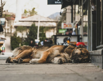 Cat sleeping in a city