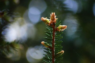 Close-up of plant