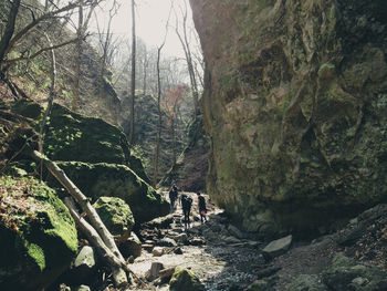 Trees growing on rocks