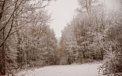 Trees on snow covered field against sky