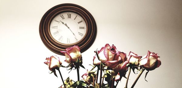 Low angle view of pink flowering plants against wall